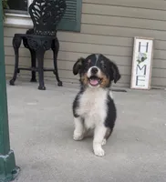 Gunner , a male Toy Australian Shepherd for sale in Fort Wayne, IN – 2 of 3