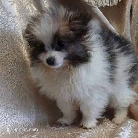 Nutella , a female Pomeranian for sale in Fort Wayne, IN – Photo 2 of 3