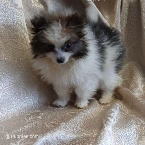 Nutella , a female Pomeranian for sale in Fort Wayne, IN – Photo 3 of 3