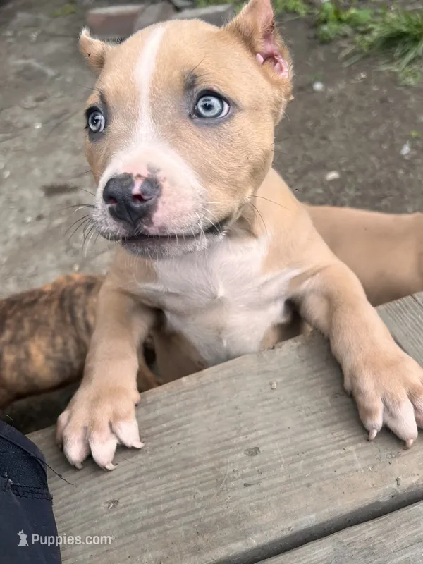 Scooby  – American Bully puppy for sale in Fort Wayne, IN