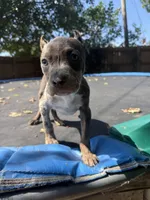 American bully Bruno , a male American Bully for sale in Fort Wayne, IN – 2 of 3