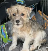 Princess , a female Chihuahua and Yorkshire Terrier for sale in Fort Wayne, IN – 3 of 3