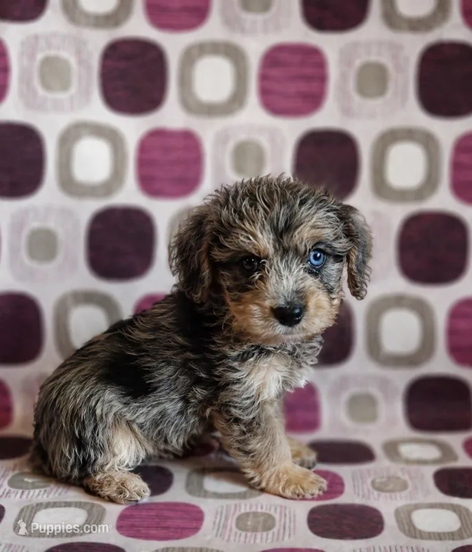 Stitch  – Cavapoo, Poodle - Toy  puppy for sale in Fort Wayne, IN
