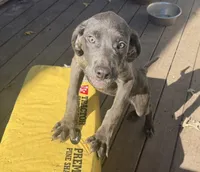 Dozer, a male Cane Corso for sale in Fort Wayne, IN – 1 of 3