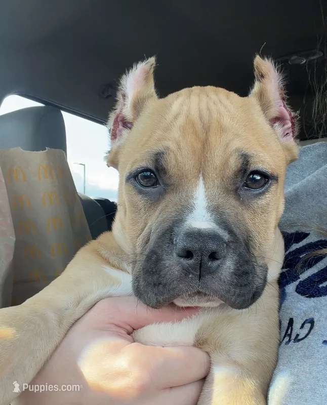 Bruce XL bully – American Bully puppy for sale in Fort Wayne, IN