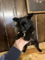 Petunia, a female Pomchi for sale in Fort Wayne, IN – 2 of 3