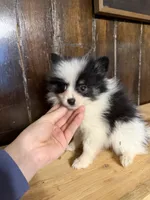 Sparky , a male Pomeranian for sale in Fort Wayne, IN – 1 of 5