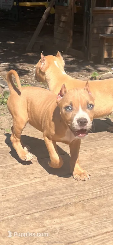 Regina  – American Bully puppy for sale in Fort Wayne, IN