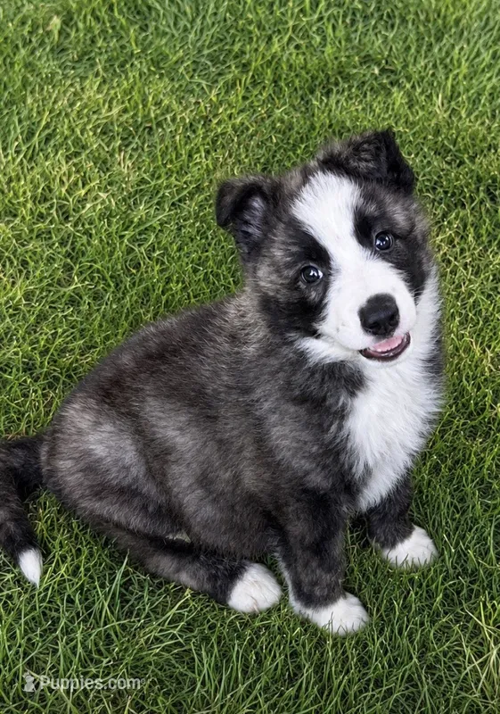 Buster  – Border Collie puppy for sale in Fort Wayne, IN