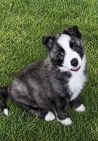 Buster , a male Border Collie for sale in Fort Wayne, IN – 1 of 3