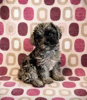 Piper , a female Cavapoo and Poodle - Toy  for sale in Fort Wayne, IN – Photo 1 of 2