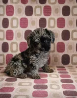 Piper , a female Cavapoo and Poodle - Toy  for sale in Fort Wayne, IN – Photo 2 of 2