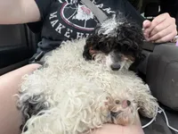 Princess AKC please read whole add. , a female Poodle - Toy  for sale in Fort Wayne, IN – 1 of 1
