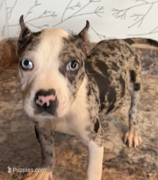 Diamond  – American Bully puppy for sale in Fort Wayne, IN
