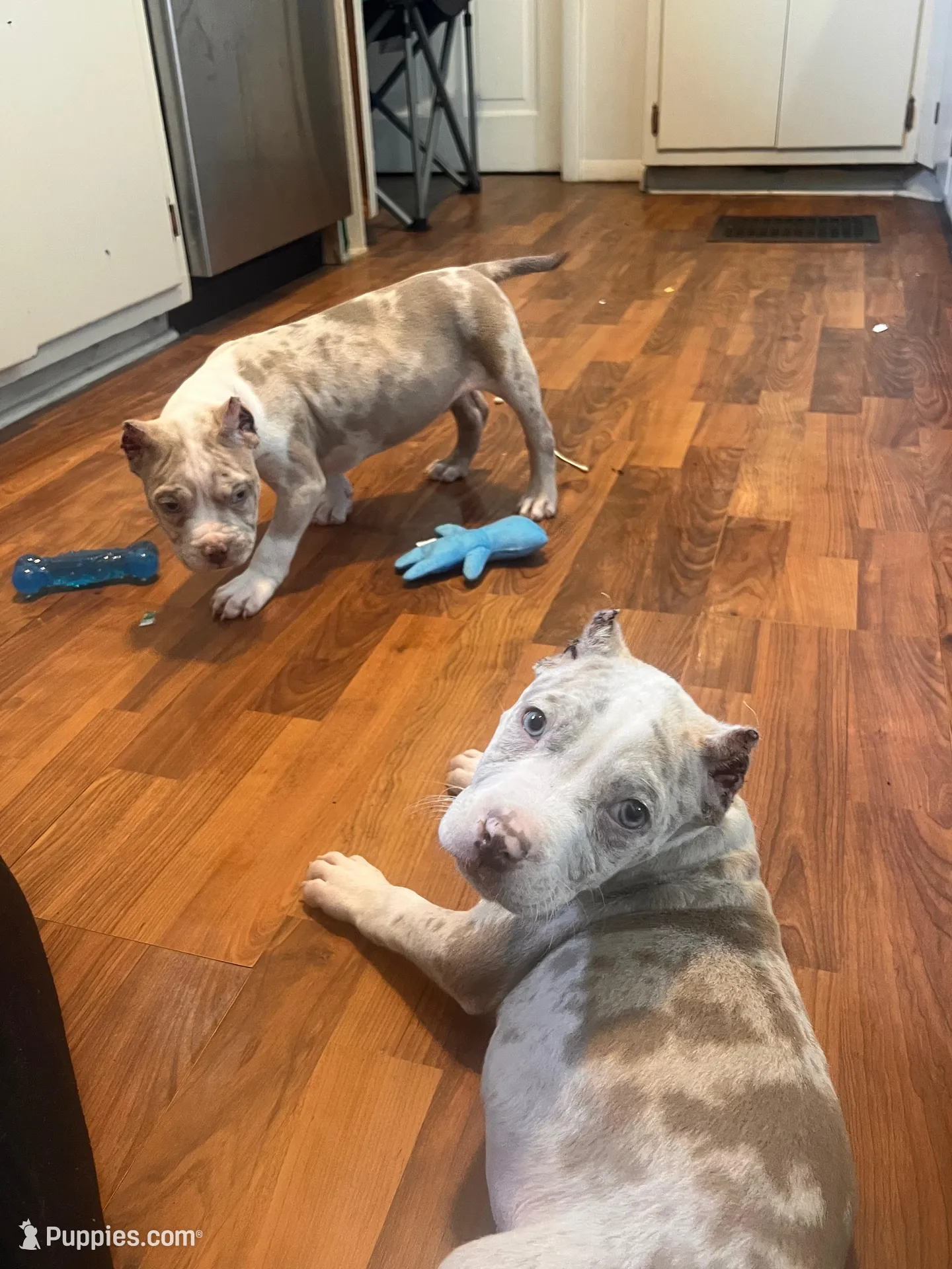 Harlow, a male American Bully for sale in Fort Wayne, IN – Photo 3 of 5