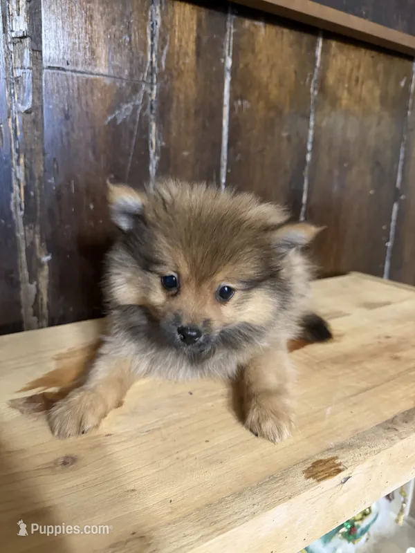 Tito – Pomeranian puppy for sale in Fort Wayne, IN