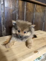 Tito, a male Pomeranian for sale in Fort Wayne, IN – 1 of 5