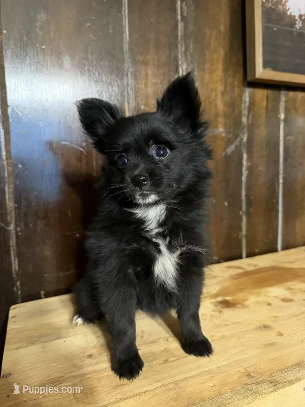 Petunia – Pomchi puppy for sale in Fort Wayne, IN