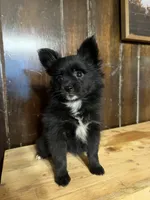 Petunia, a female Pomchi for sale in Fort Wayne, IN – 1 of 3