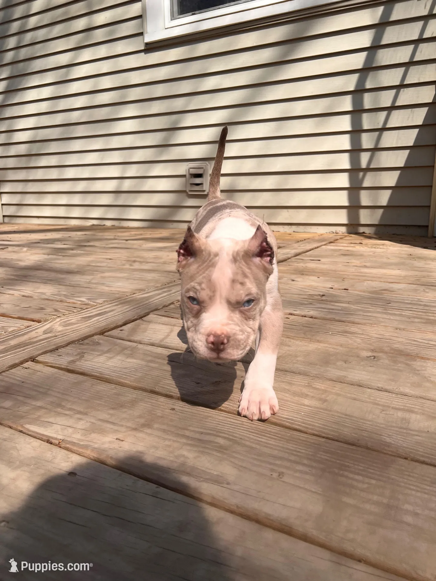 Harlow, a male American Bully for sale in Fort Wayne, IN – Photo 1 of 5