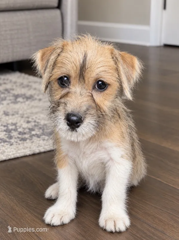 Princess  – Chihuahua, Yorkshire Terrier puppy for sale in Fort Wayne, IN