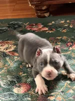 Gamora , a female American Bully for sale in Fort Wayne, IN – 4 of 4