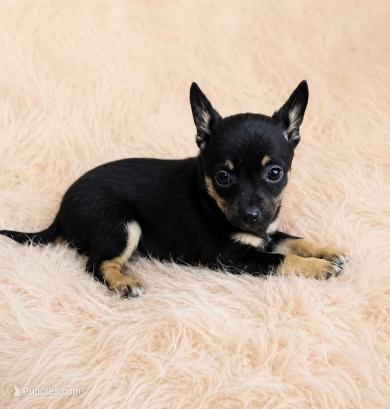 Payton  – Chihuahua puppy for sale in Fort Wayne, IN