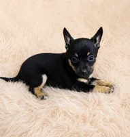 Payton , a male Chihuahua for sale in Fort Wayne, IN – 1 of 1
