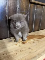 Freya , a female Pomeranian for sale in Fort Wayne, IN – 2 of 4