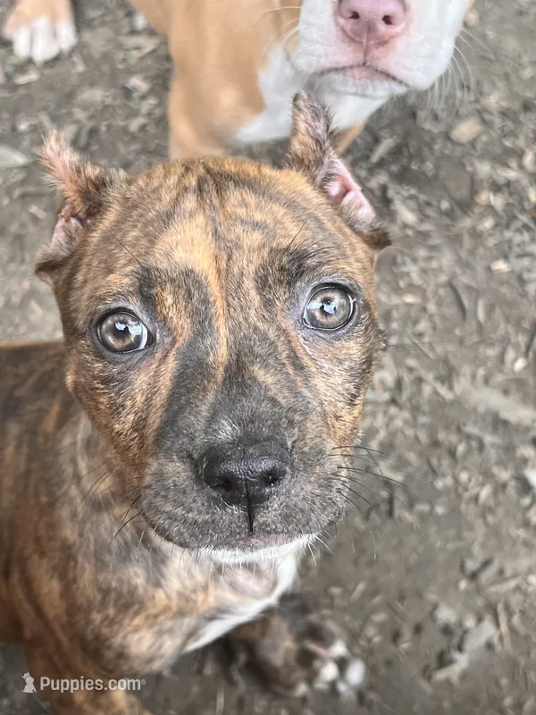 Tiger Lilly  – American Bully puppy for sale in Fort Wayne, IN