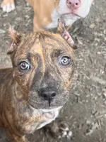 Tiger Lilly , a female American Bully for sale in Fort Wayne, IN – 1 of 2