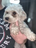 Penny , a female Cavapoo for sale in Fort Wayne, IN – 2 of 2