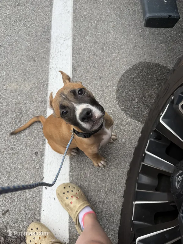 Duke  – American Bully puppy for sale in Fort Wayne, IN