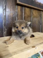 Tito, a male Pomeranian for sale in Fort Wayne, IN – 2 of 5