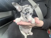 Pebble , a male Chihuahua for sale in Fort Wayne, IN – 4 of 4
