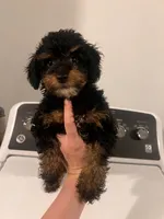 Diesel , a male Poodle - Toy  for sale in Fort Wayne, IN – 3 of 3
