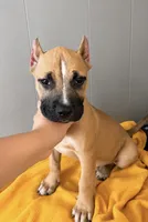 Eli , a male American Bully for sale in Fort Wayne, IN – 2 of 2
