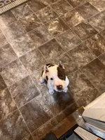 Lola, a female American Bully for sale in Fort Wayne, IN – Photo 5 of 5