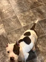 Lola, a female American Bully for sale in Fort Wayne, IN – Photo 3 of 5