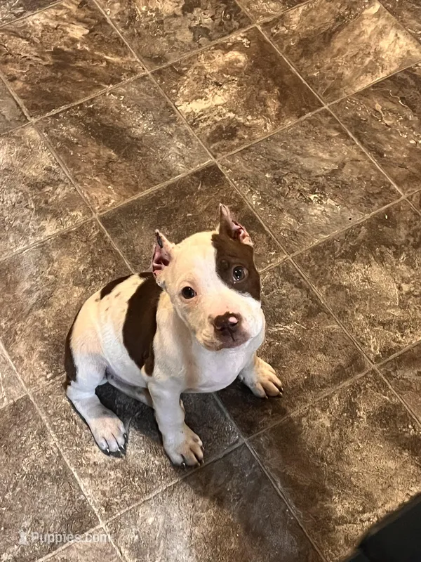 Lola – American Bully puppy for sale in Fort Wayne, IN