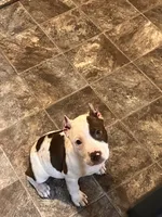 Lola, a female American Bully for sale in Fort Wayne, IN – Photo 4 of 5