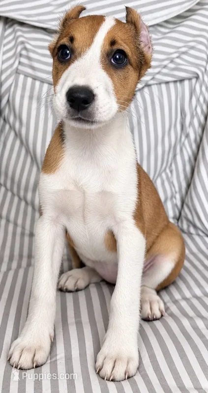 Rosie  – American Pit Bull Terrier puppy for sale in Fort Wayne, IN