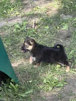 Hope , a female German Spitz and Yorkshire Terrier for sale in Fort Wayne, IN – 2 of 2