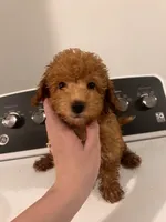 Tulip , a female Poodle - Toy  for sale in Fort Wayne, IN – 2 of 2