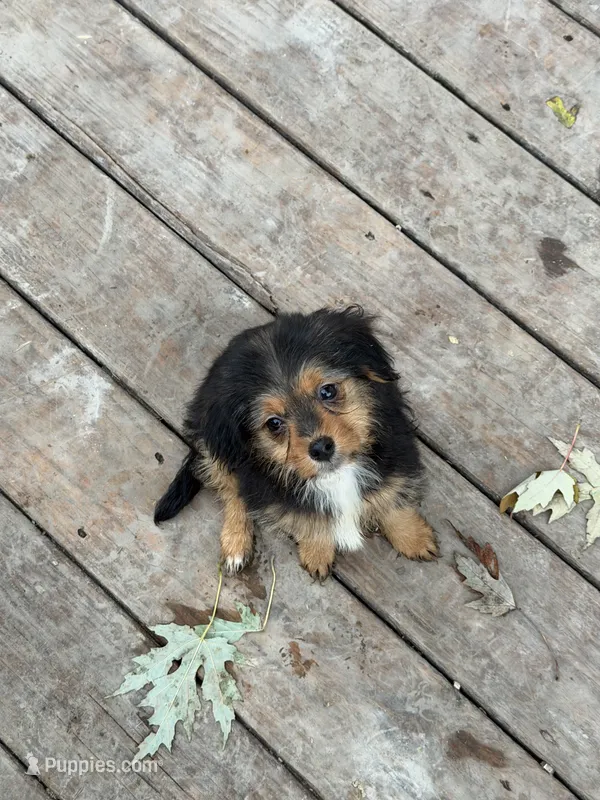 Rachel  – Yorkshire Terrier, Poodle - Toy  puppy for sale in Fort Wayne, IN