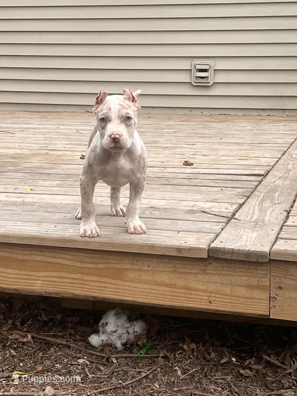 Aslan – American Bully puppy for sale in Fort Wayne, IN