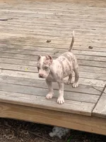 Aslan, a male American Bully for sale in Fort Wayne, IN – Photo 2 of 2