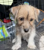 Princess , a female Chihuahua and Yorkshire Terrier for sale in Fort Wayne, IN – 2 of 3