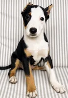Vinny, a male American Pit Bull Terrier for sale in Fort Wayne, IN – 2 of 2