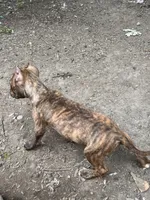 Tiger Lilly , a female American Bully for sale in Fort Wayne, IN – 2 of 2